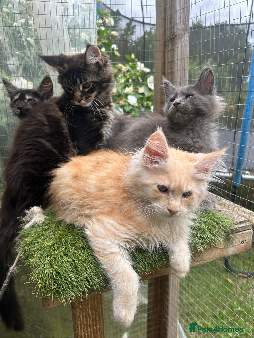 Maine Coon cats for sale: 🔥 TICA Maine coon kittens 🔥  READY NOW 💕💕 - Image 26