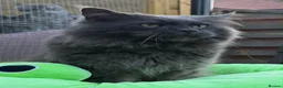 Maine Coon cats for sale: Maine Coon Kittens, Full Pedigree, GCCF 🏆 - Advert 4