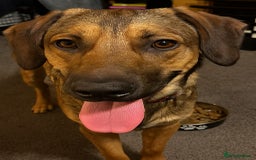 Mixed Breed dogs for sale: Malinois X springer spaniel 9 month old in Rotherham - Image 1