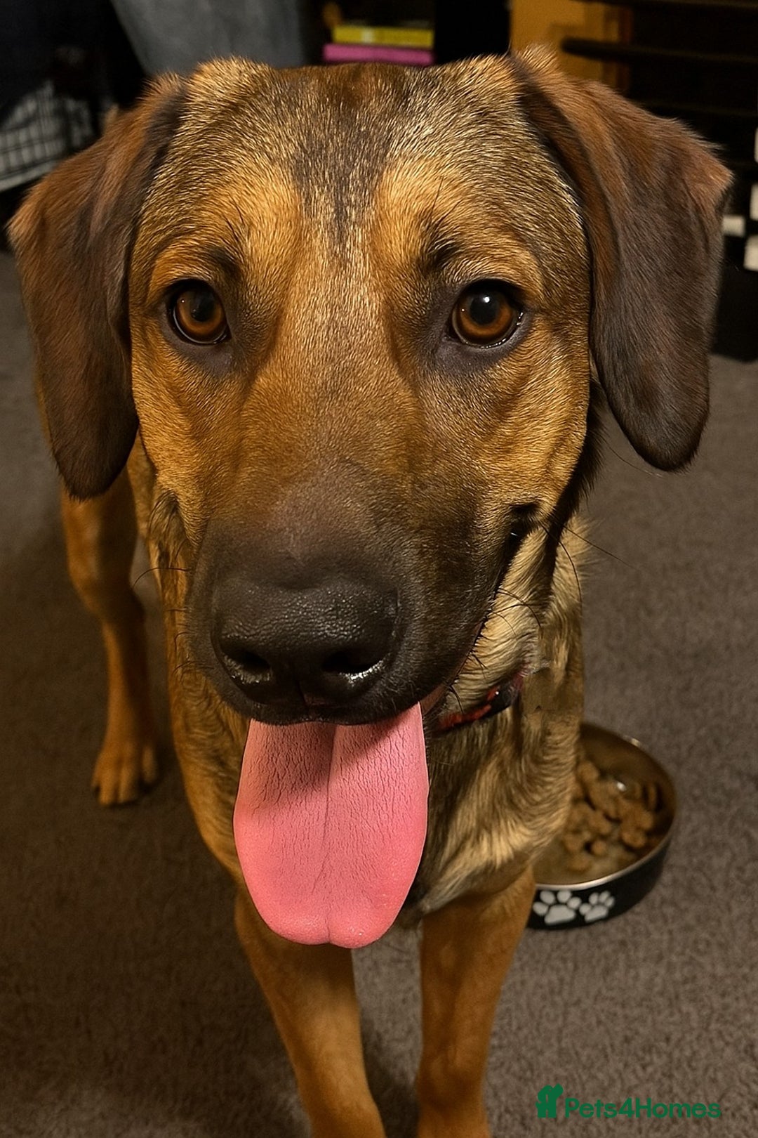 Mixed Breed dogs for sale: Malinois X springer spaniel 9 month old in Rotherham - Image 1