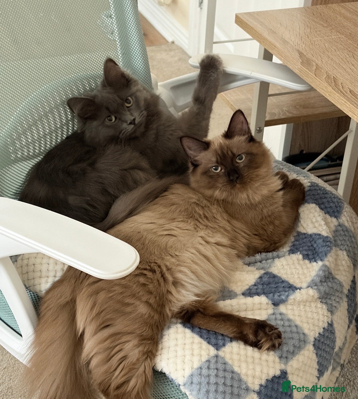 Ragdoll cats Winnie & Gus - Advert 4