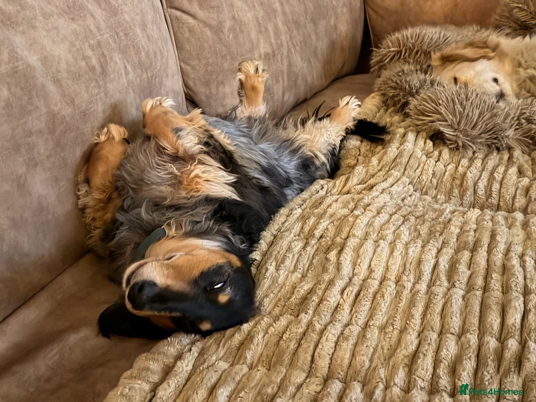 Miniature Dachshund dogs for sale: Two Miniture Dachshund  - Advert 5