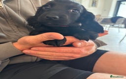 Cocker Spaniel dogs for sale: 3 boys left - Outstanding working cocker spaniels - Image 18