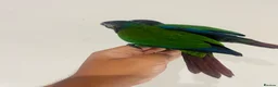 Conures birds for sale: Hand reared conures for sale  - Advert 6