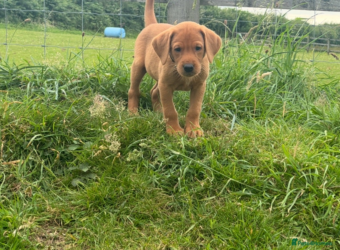Labrador Retriever dogs KC, fully health tested fox red Labrador pups  - Advert 2