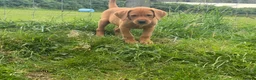 Labrador Retriever dogs for sale: KC, fully health tested fox red Labrador pups  - Advert 2
