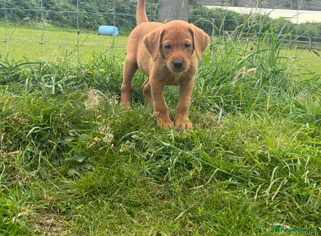 Labrador Retriever dogs for sale: KC, fully health tested fox red Labrador pups  - Advert 2