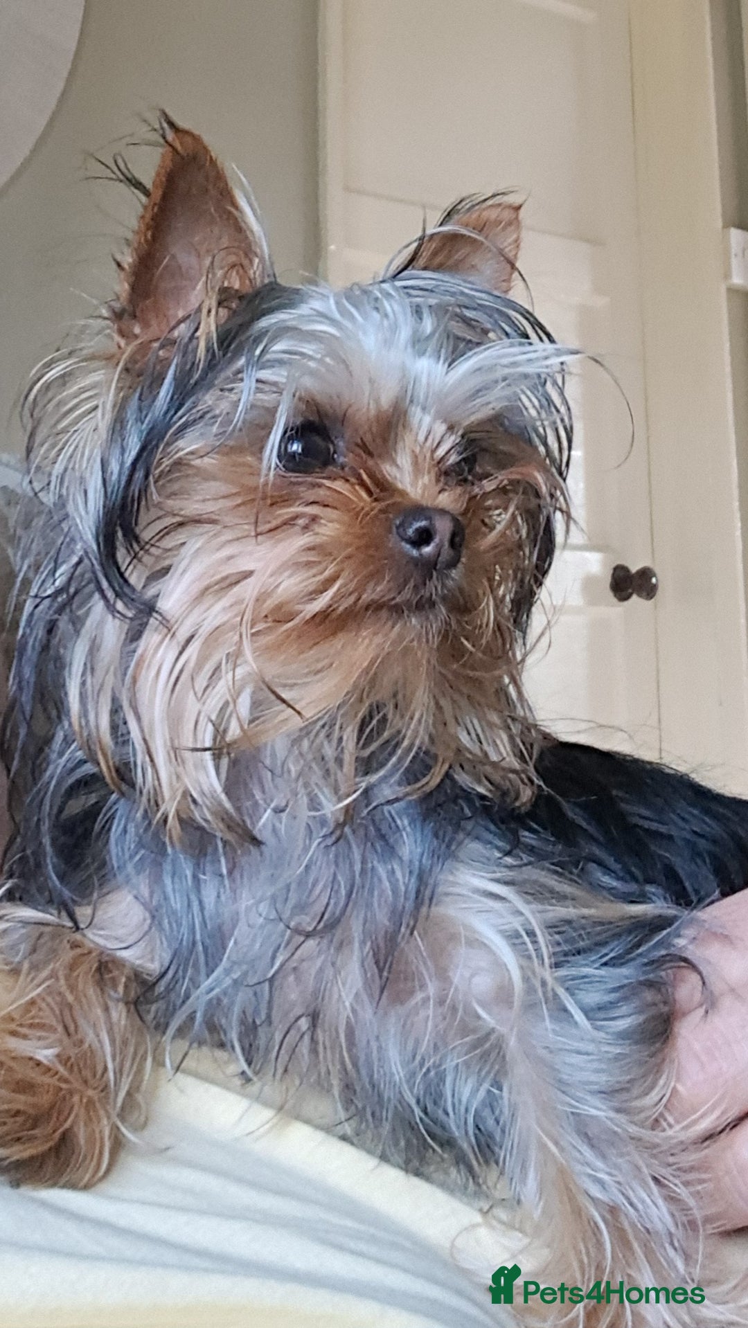Yorkshire Terrier dogs for sale: Beautiful Tiny Yorkshire Terrier Puppy - Image 3