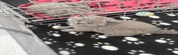British Shorthair cats for sale: Chunky GCCF registered British shorthair kittens  in Leeds - Advert 7