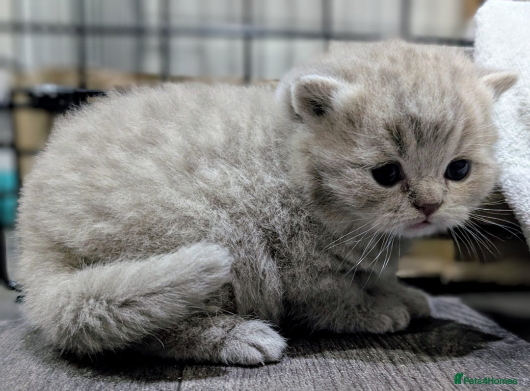 British Shorthair cats for sale: British Shorthair Kittens GCCF Pedigree Registered - Advert 11