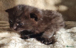 Maine Coon cats for sale: MAINE COONE KITTENS POLYDACTYL&NON POLYDACTYL   - Advert 12