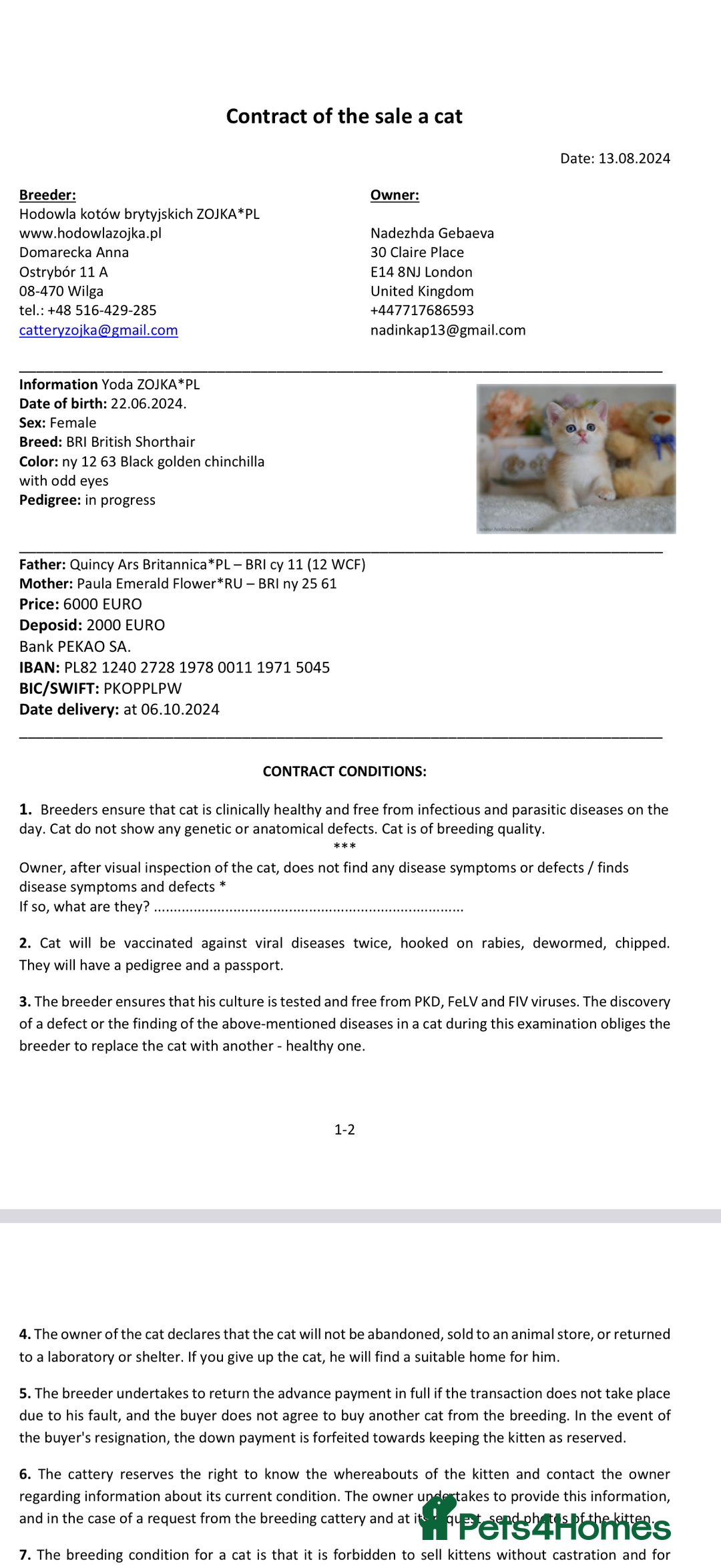 British Shorthair cats for sale: GCCF Active Black Golden Odd Eyes Female Breeding - Advert 4