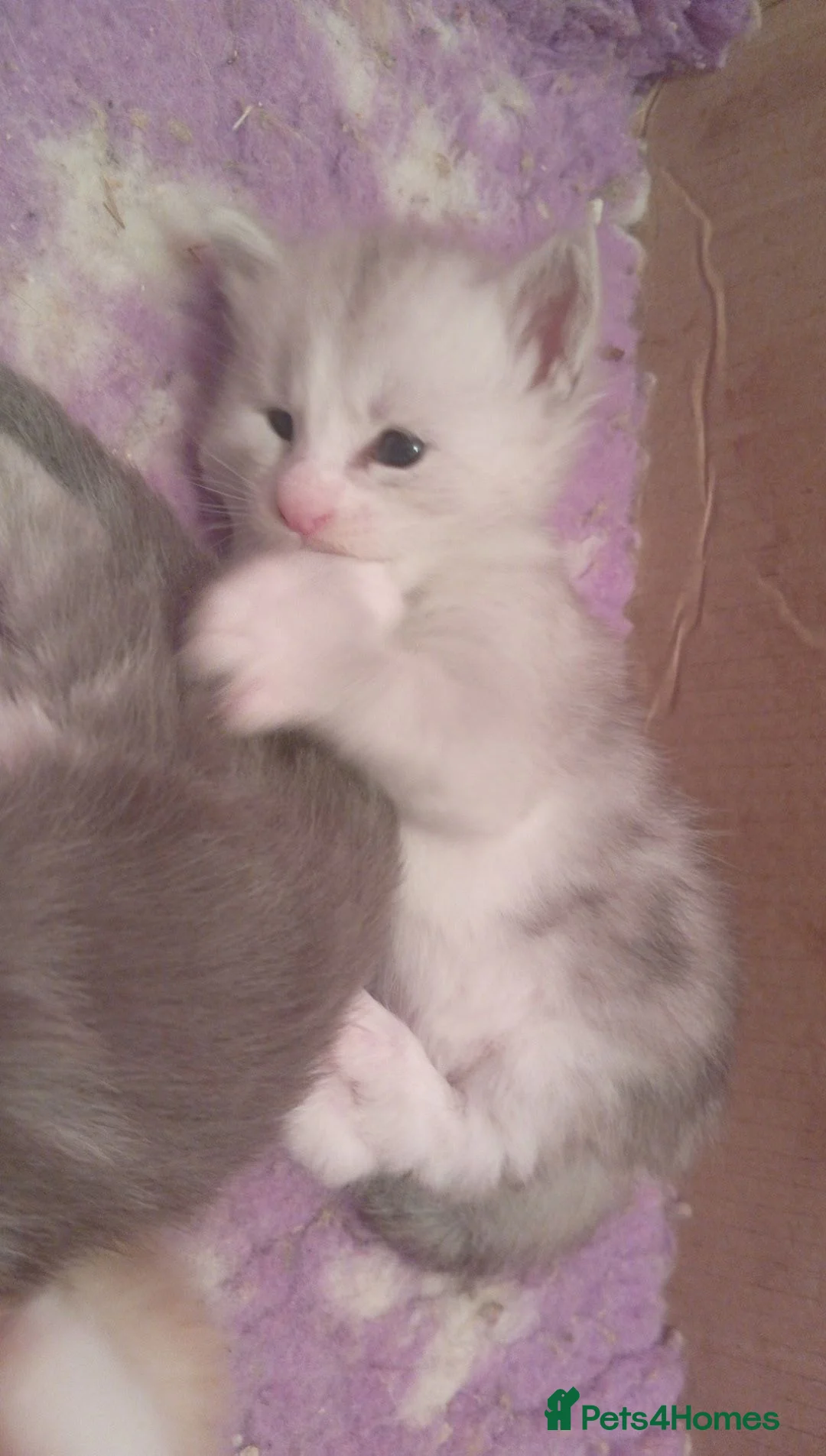 Maine Coon cats for sale: Stunning health tested, tica reg kittens 😍 - Advert 39
