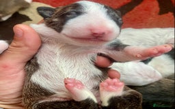 English Bull Terrier dogs for sale: English bull terrier puppy’s  - Image 10