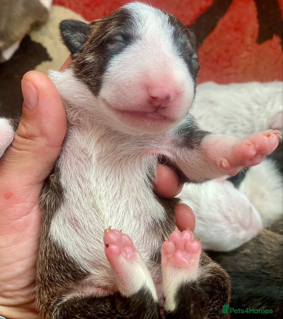English Bull Terrier dogs for sale: English bull terrier puppy’s  - Image 10