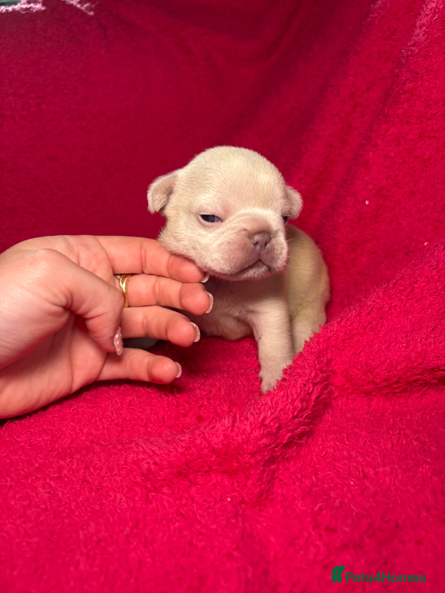 French Bulldog Puppy 3
