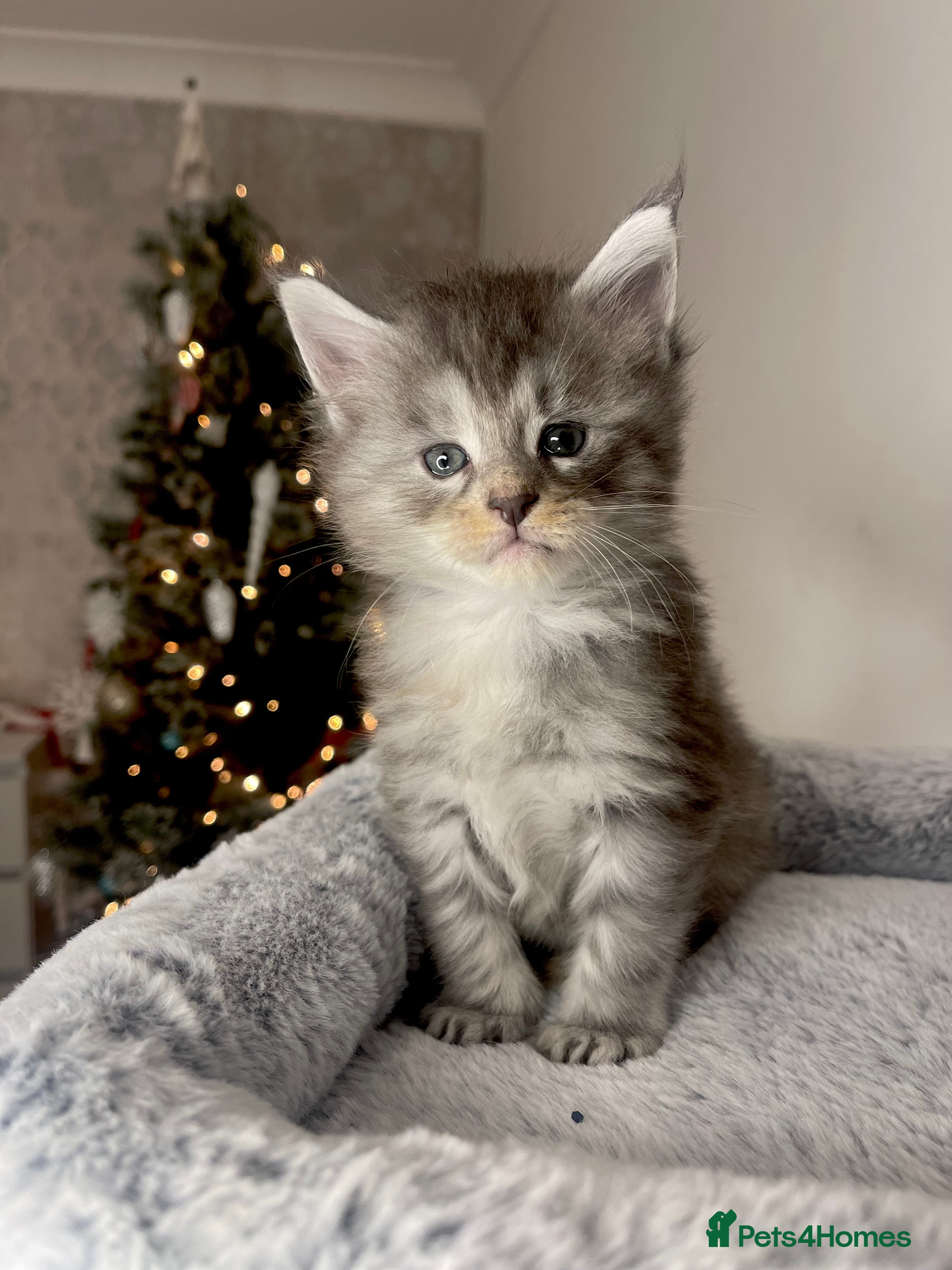 Maine Coon cats 💛LAST Sweet MaineCoons looking for forever home💛 - Advert 8