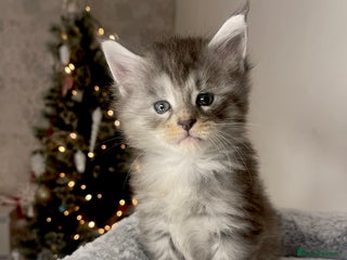 Maine Coon cats 💛LAST Sweet MaineCoons looking for forever home💛 - Advert 8