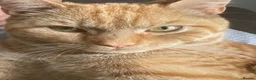 Mixed Breed cats for sale: Ginger Tom  in Leeds - Advert 2