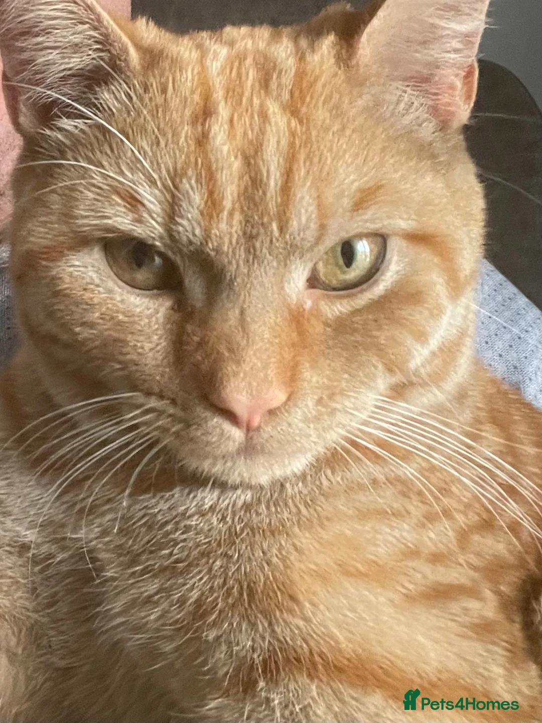 Mixed Breed cats for sale: Ginger Tom  in Leeds - Advert 2