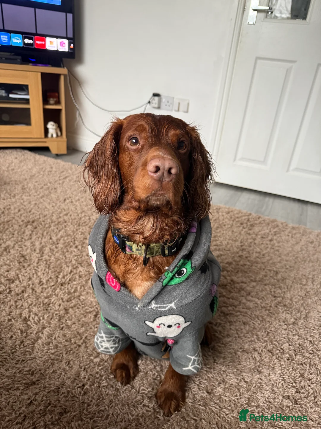 Cocker Spaniel dogs for stud: KC Registered Red Working Cocker Spaniel Stud - Advert 2