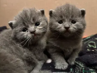 Ragdoll cats Ragdoll x British shorthair - Advert 5