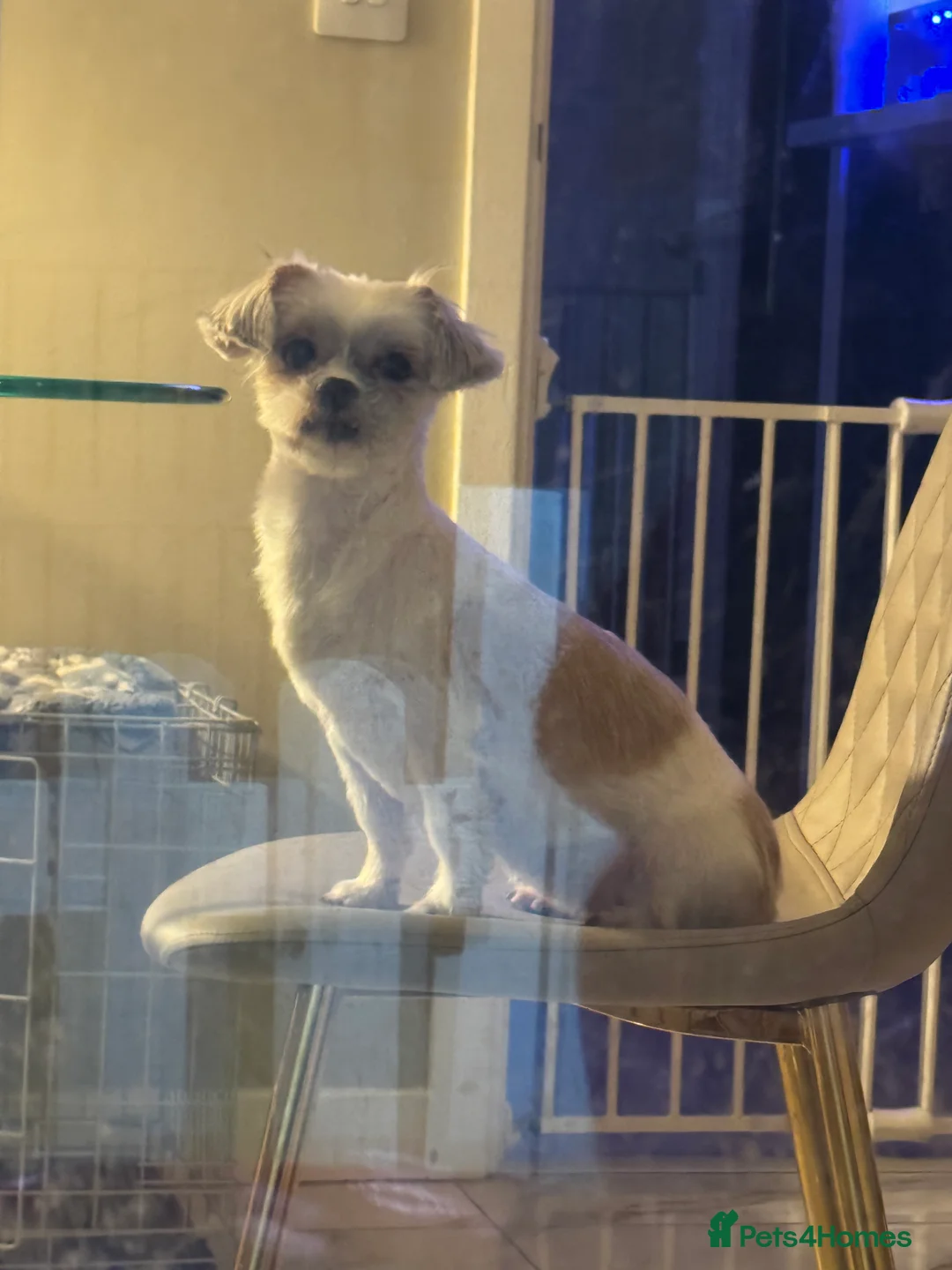 Shorkie dogs for sale: Shih Zuz X Yorkshire terriers - Advert 2