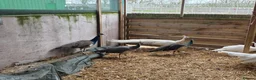 Peafowl poultry for sale: Peafowl for sale White & Blue - Advert 1