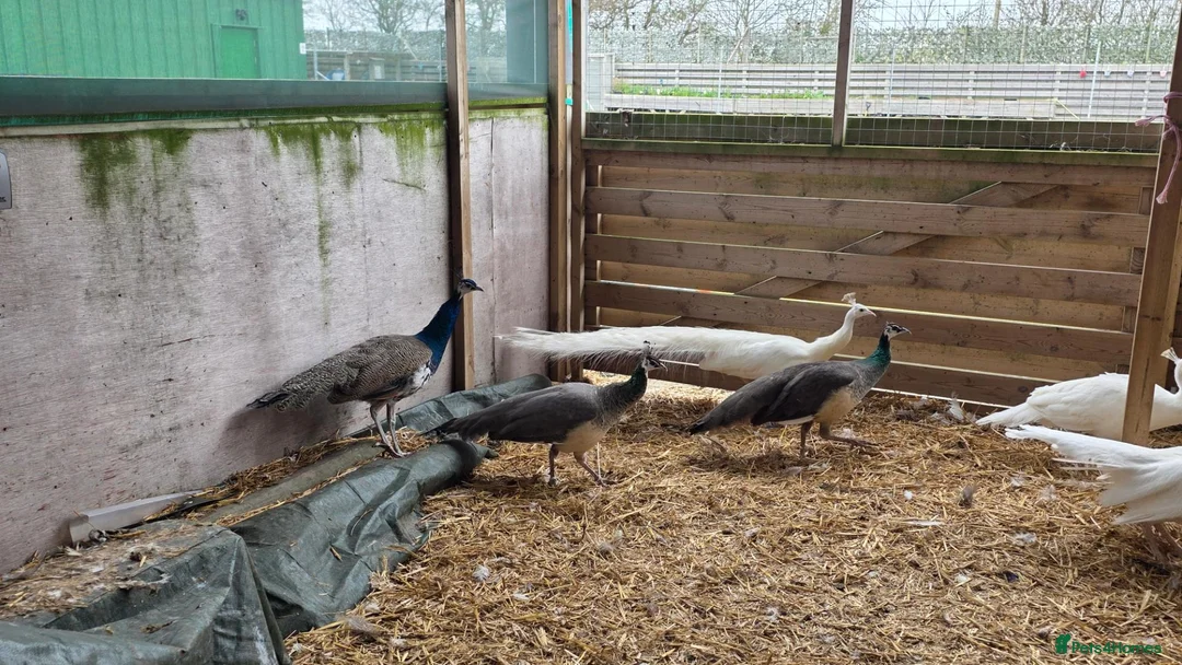 Peafowl poultry for sale: Peafowl for sale White & Blue - Advert 1