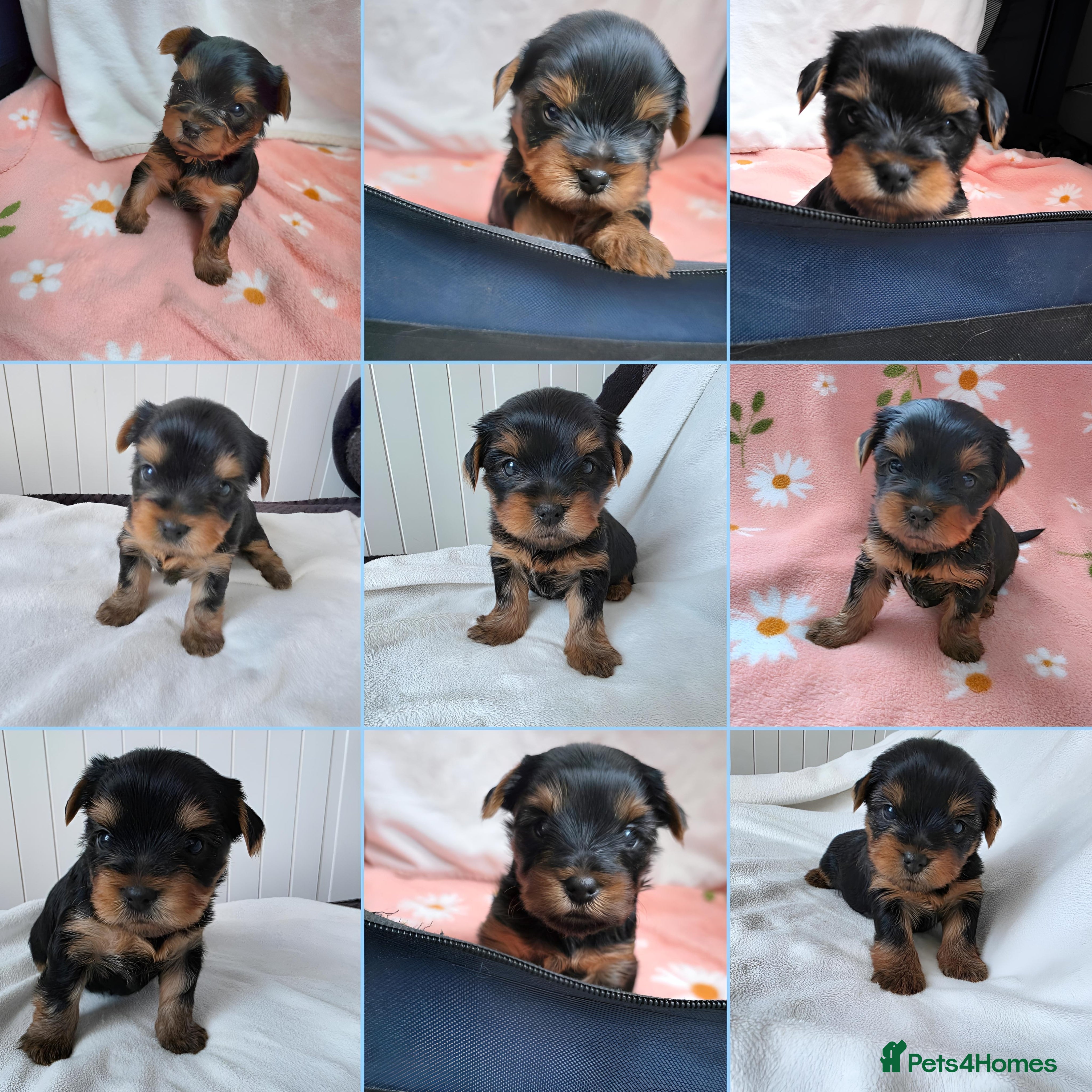 Yorkshire Terrier dogs KC Reg Yorkshire Terriers,Sired by a UK Champion🏆 - Advert 10
