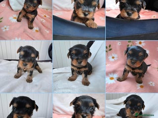 Yorkshire Terrier dogs KC Reg Yorkshire Terriers,Sired by a UK Champion🏆 - Advert 6