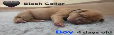 Black Collar