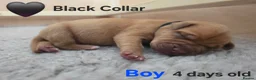 Mixed Breed dogs for sale: Stunning Dogue de Bordeaux / Mastiff puppies - Advert 11