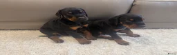 Dobermann dogs for sale:  German Dobermann puppies simply the best - Advert 6