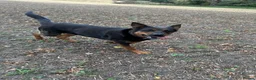 Mixed Breed dogs for sale: German Shepherd cross Rottweiler  - Advert 5