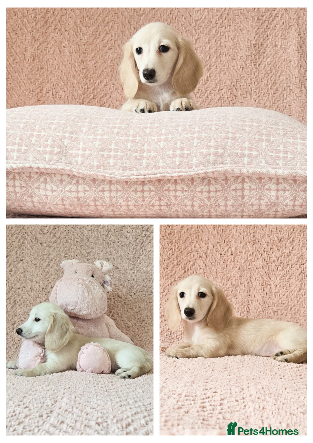 Miniature Dachshund dogs for sale: Mini Longcoat Dachshund Puppies - Advert 1