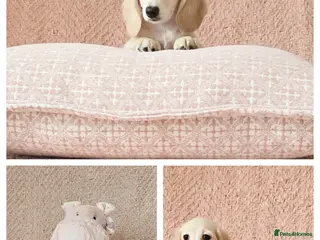 Miniature Dachshund dogs Mini Longcoat Dachshund Puppies - Advert 1