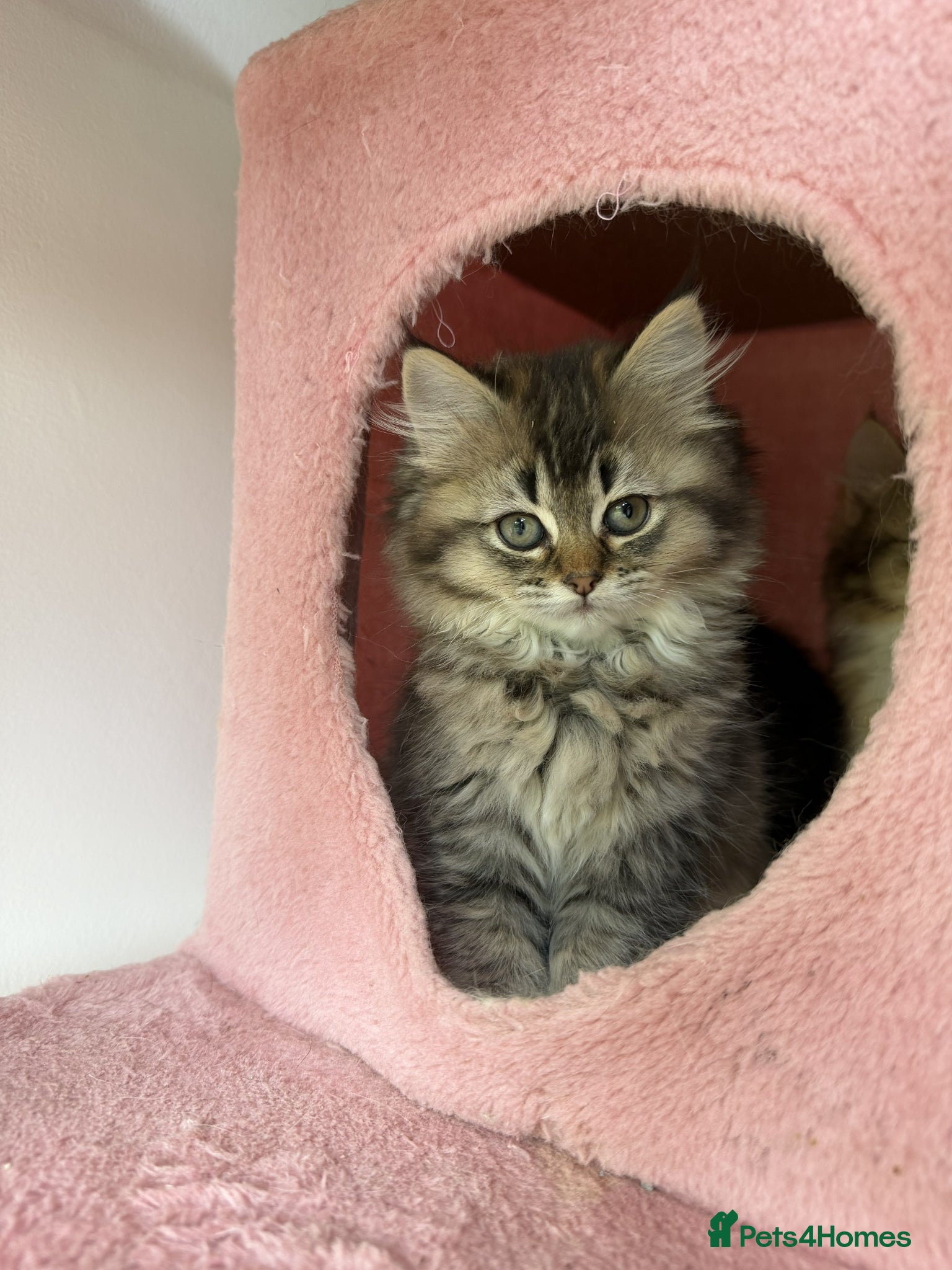 British Longhair cats for sale: adorable British longhair & shorthair Ready now - Advert 14