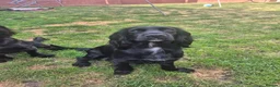 Cocker Spaniel dogs for sale: 🐾 8 Beautiful Working Cocker Spaniel Puppies 🐾 - Advert 2