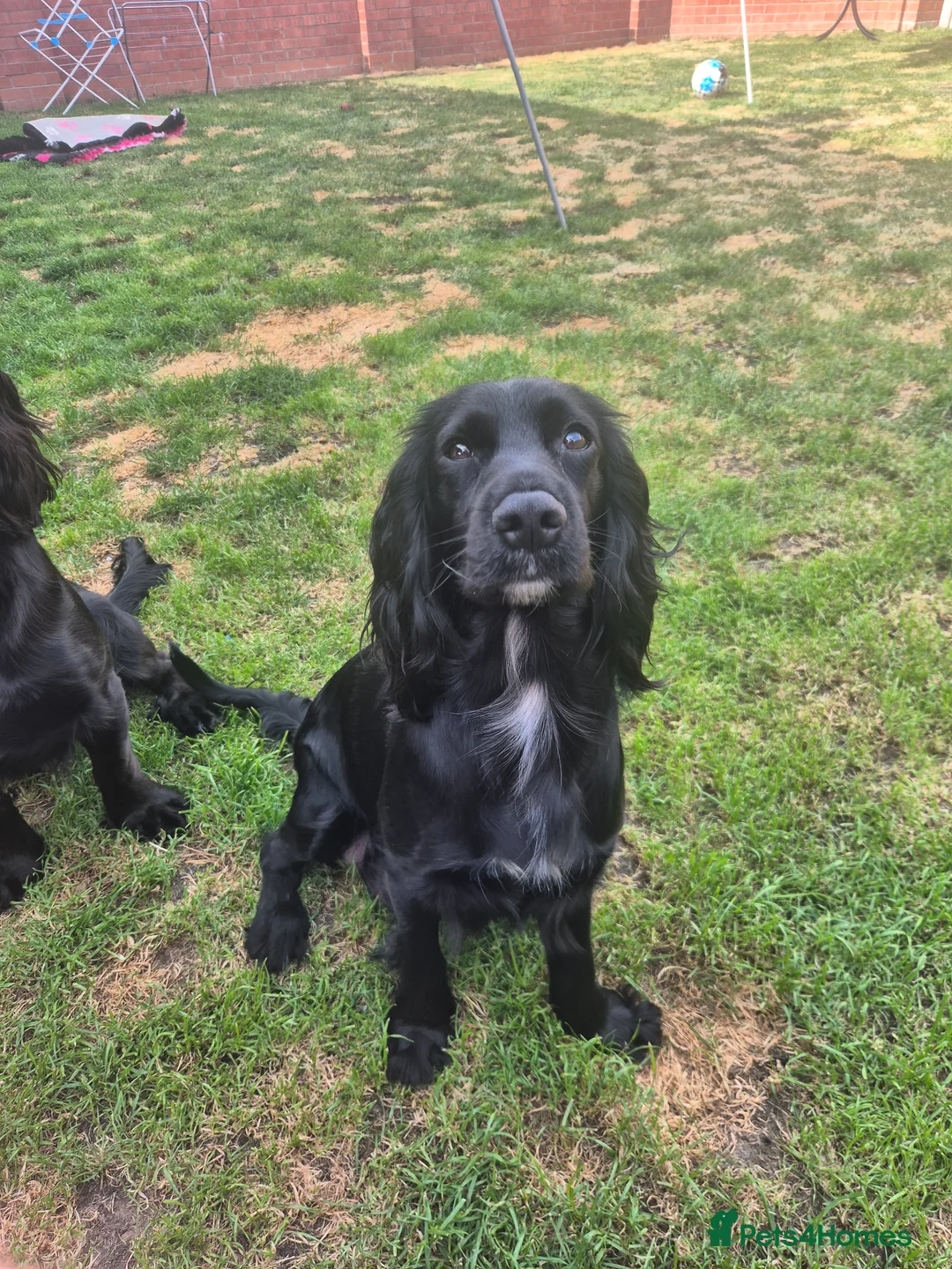 Cocker Spaniel dogs for sale: 🐾 8 Beautiful Working Cocker Spaniel Puppies 🐾 - Advert 2