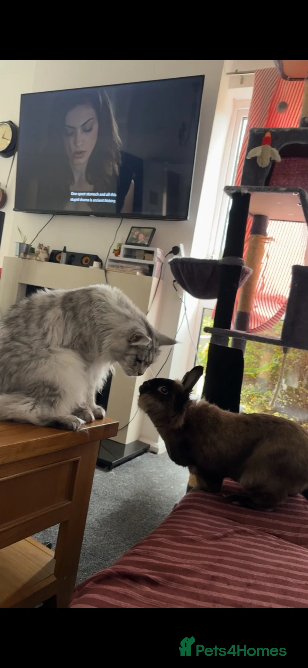 Mixed Breed rabbits for sale: Stanley bun-buns  in Doncaster - Advert 7