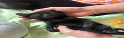Bombay cats for sale: Three Black Kittens  - Advert 2