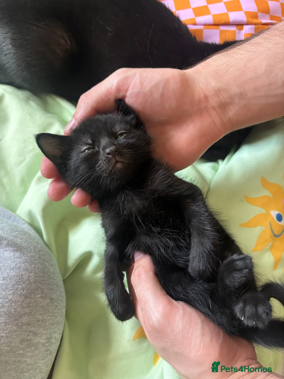 Bombay cats for sale: Three Black Kittens  - Advert 2