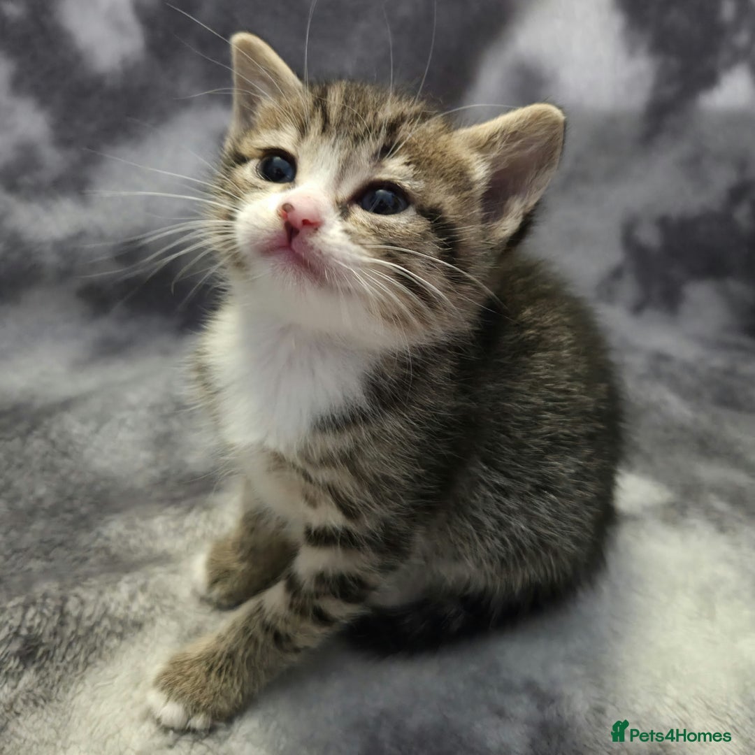 Mixed Breed cats for sale: Mixed breed kittens - Image 6