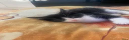 British Shorthair cats for sale: Black and white kitten  - Advert 4