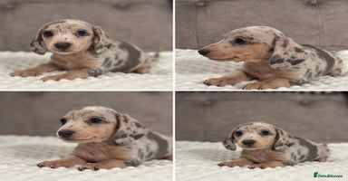 Miniature Dachshund dogs KC Miniature Dachshunds Blue and Cream dapple - Advert 5