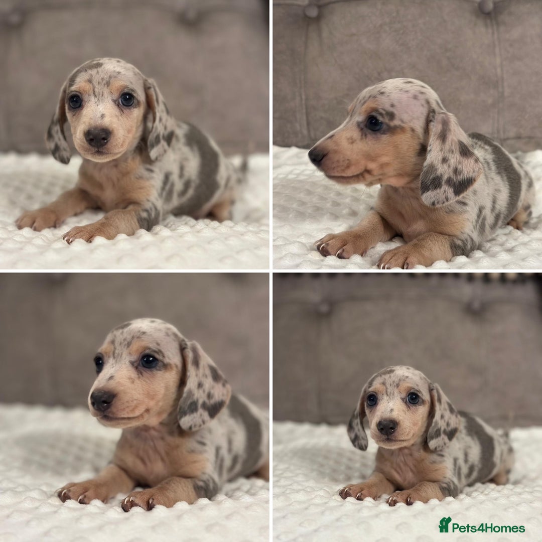 Miniature Dachshund dogs for sale: KC Mini Dachshunds Blue/Isabella & Cream dapple - Advert 3