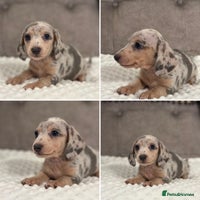 Miniature Dachshund dogs KC Miniature Dachshunds Blue and Cream dapple - Advert 2
