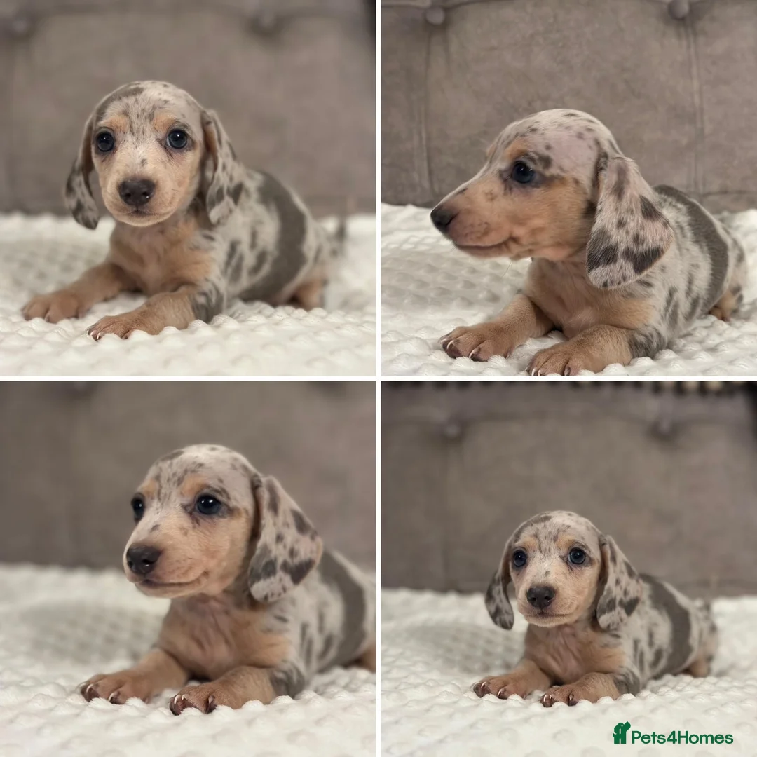 Miniature Dachshund dogs for sale: KC Mini Dachshunds Blue/Isabella & Cream dapple - Advert 8