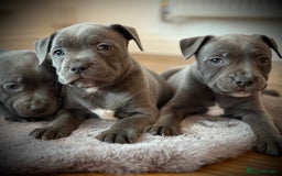 Staffordshire Bull Terrier dogs for sale: Ready for Their Forever Homes Now - Image 25